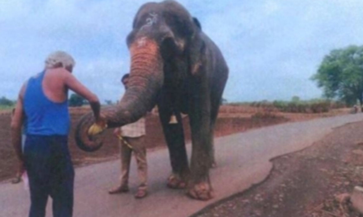 Bombay HC Approves Transfer of Elephant Mahadevi to Gujarat Sanctuary Backed by Anant Ambani's Radhe Krishna Trust