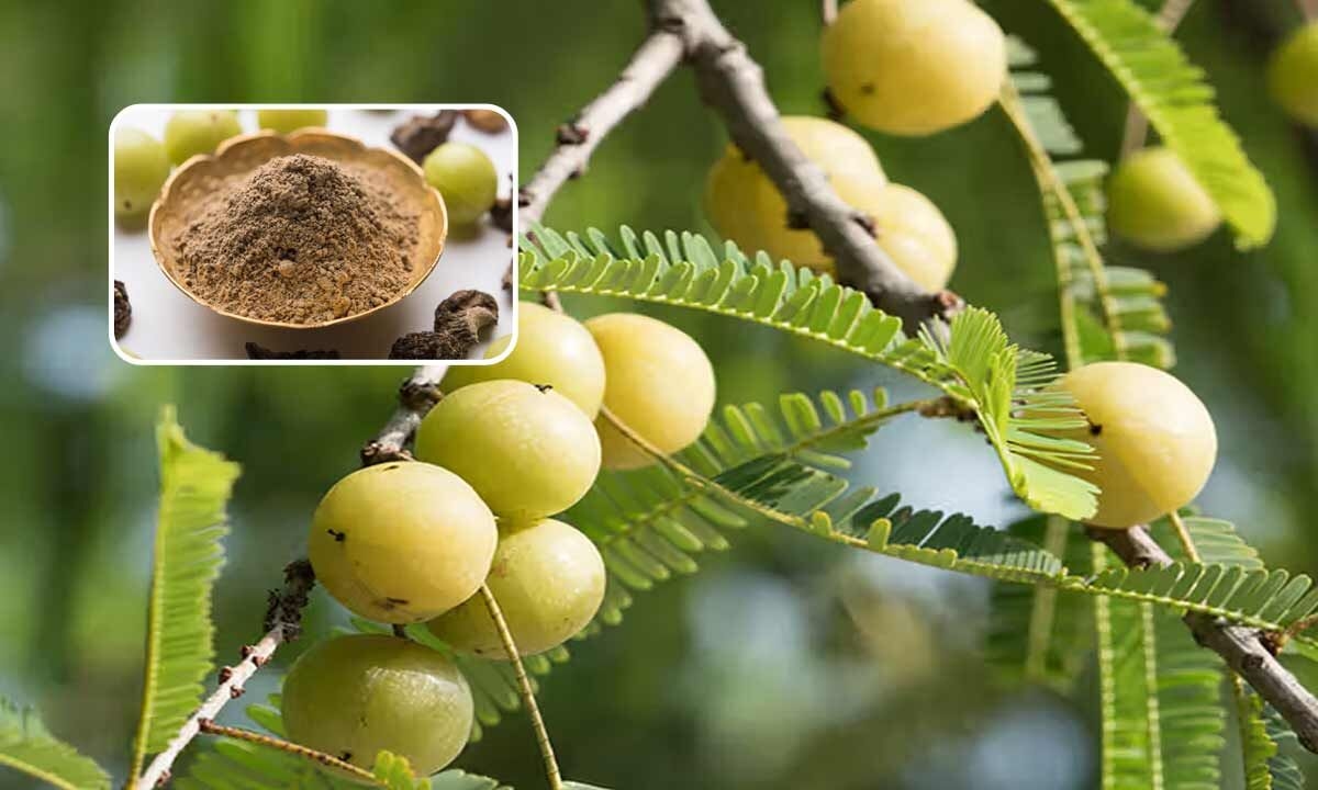 Amla Showdown: Which Form Packs the Most Health Punch – Raw, Powdered, or Dried?