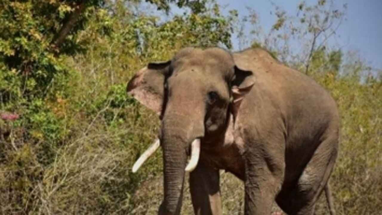 Human-animal conflict: Delay in implementing power fence worries TN farmers