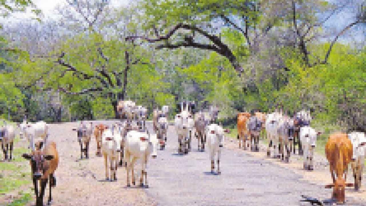 Minister clarifies on banning cattle grazing in forests
