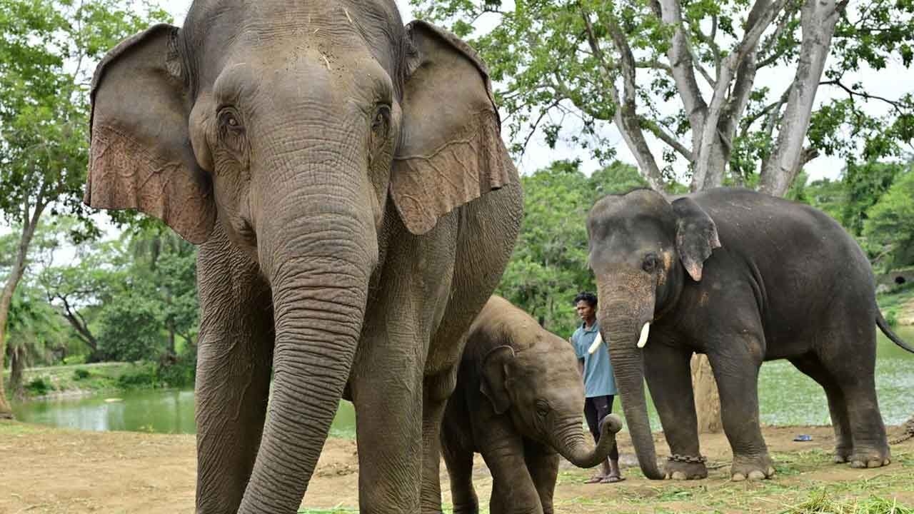 Bannerghatta Park exports elephants to Japan in historic first