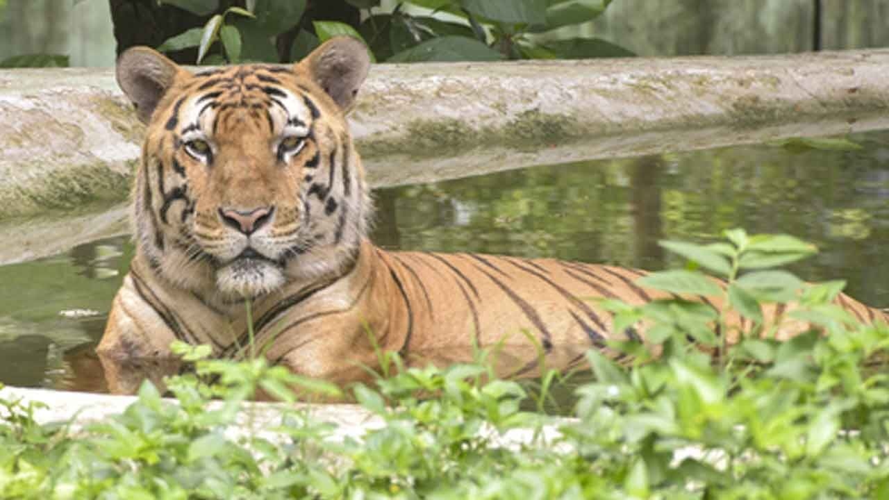 On International Tiger day, TN's Mudumalai Tiger Reserve records 28 pc rise in feline population