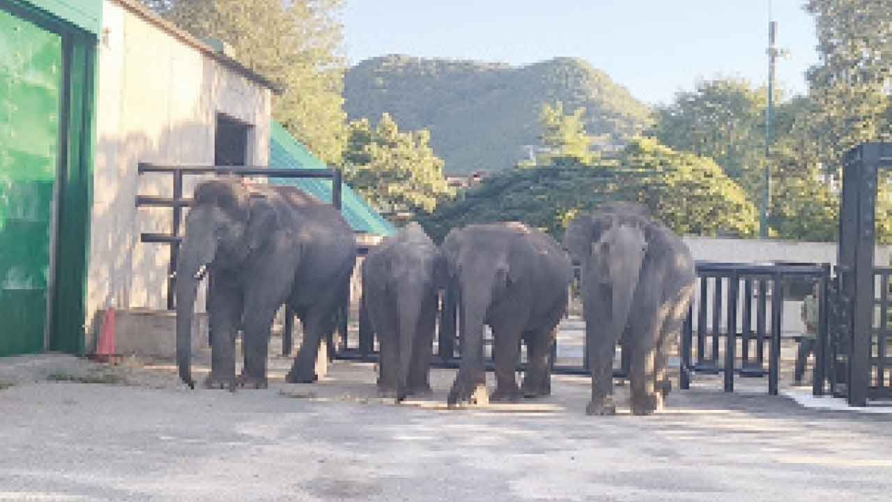 Landmark wildlife exchange: Four elephants from Bannerghatta Biological Park shifted to Japan