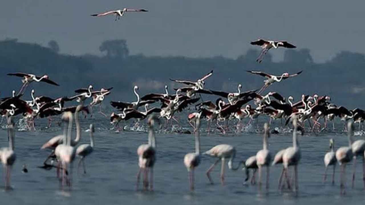 New eco-tourism bird-watching site coming up in TN's Pulicat