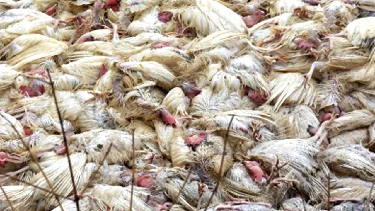 India experienced 41 outbreaks of bird flu in 10 states in 2025: Centre