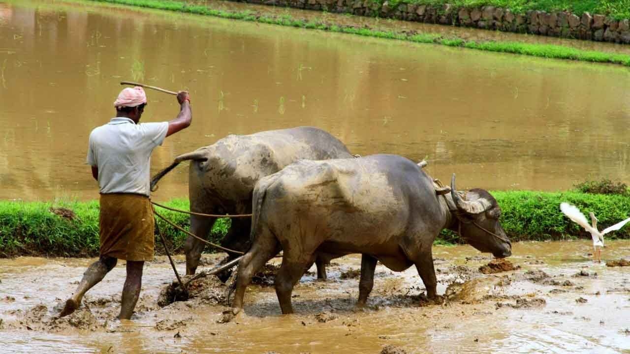 Cabinet clears Rs 6.5K cr outlay for Kisan Yojana