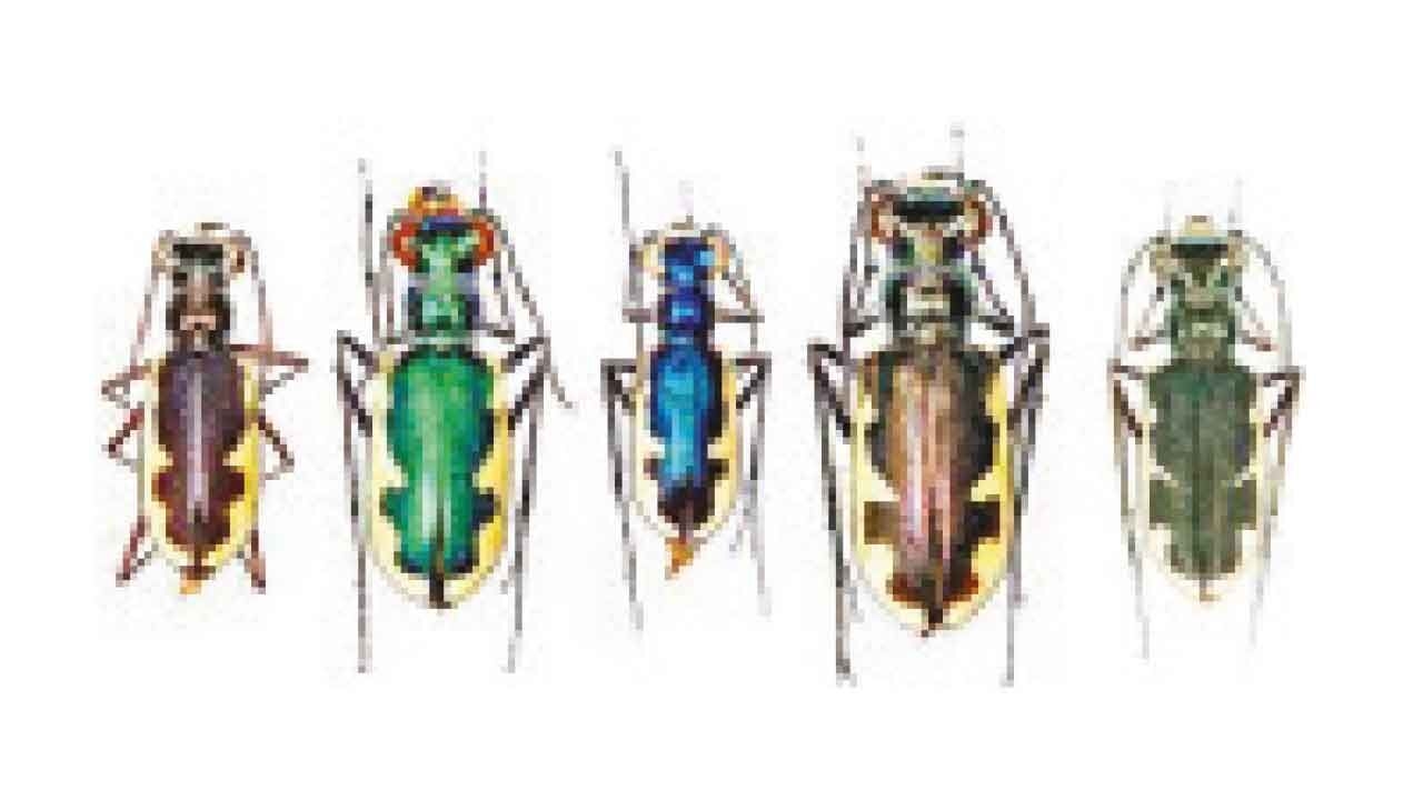 Nineteen tiger beetle species found in Dudhwa Tiger Reserve