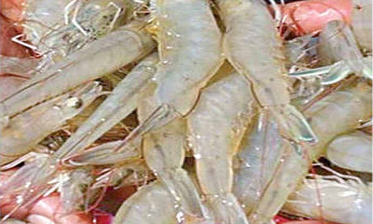 AP aqua farmers in tight spot as US tariffs take toll