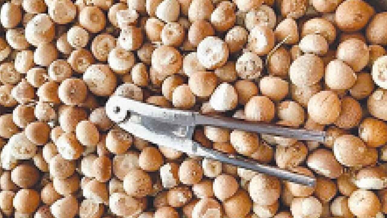 Arecanut crop damage: CAMPCO appeals to CM for compensation