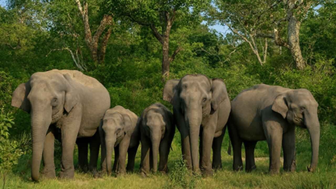 World Elephant Day: Conservation plans to be discussed in Coimbatore tomorrow