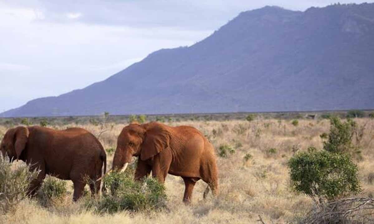 Kenyan farmers use bees, sesame to keep away marauding elephants