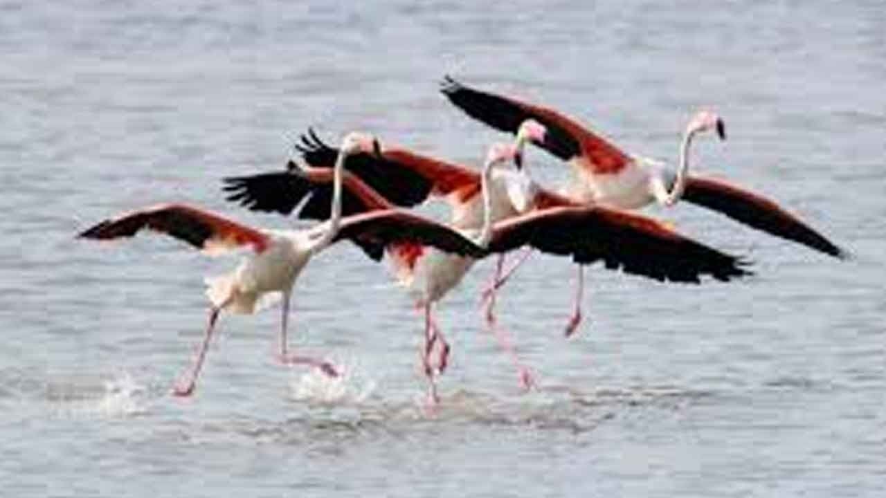 Heat extremes drive major declines in tropical birds: study