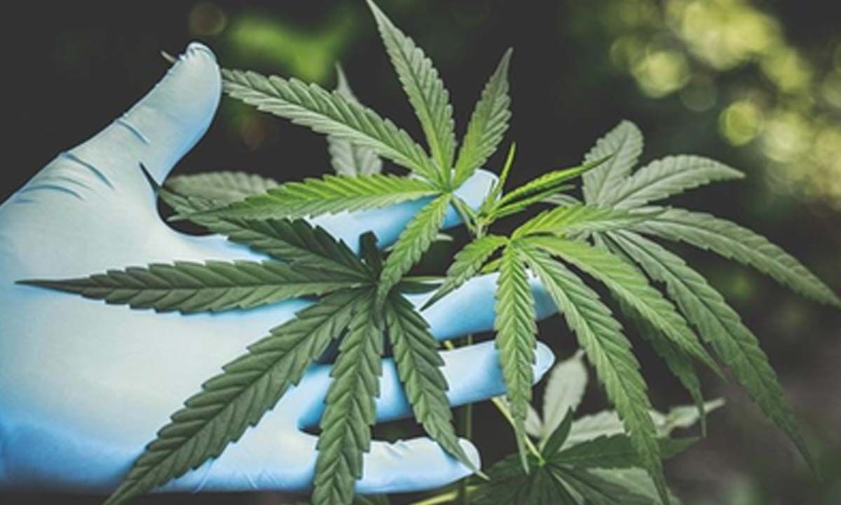 Hydroponic cannabis valued at Rs 7 crore seized at Coimbatore Airport, two arrested