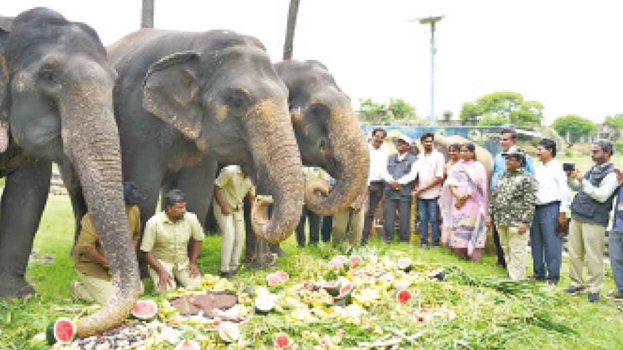 Nehru zoo celebrates World Elephant Day with spl. feast for jumbo inmates