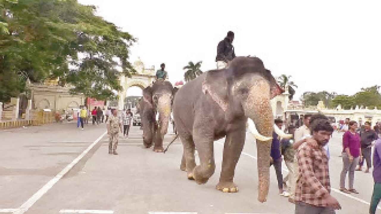 Dasara elephant procession training begins on World Elephant Day
