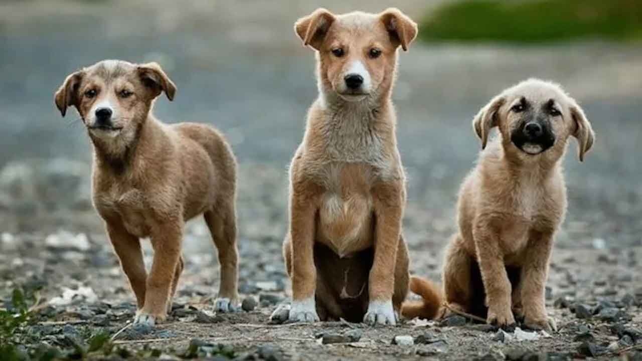 CJI's intervention on stray dogs will delight animal lovers