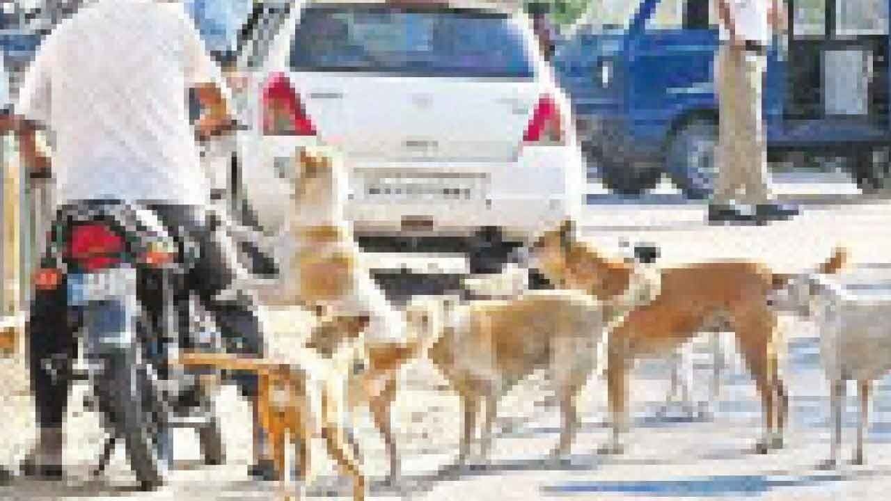 Street dog menace: Oppn MLAs want SC directions to be extended to State