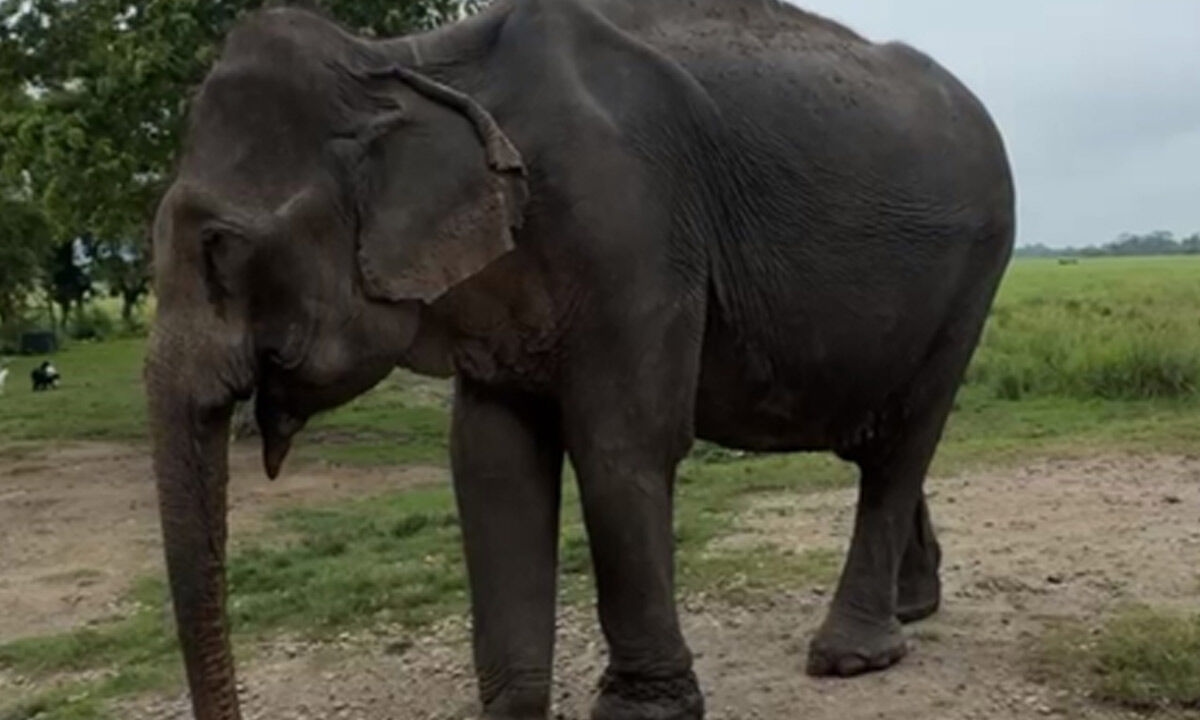 ‘Mohanmala' oldest and last matriarch at Kaziranga National Park dies
