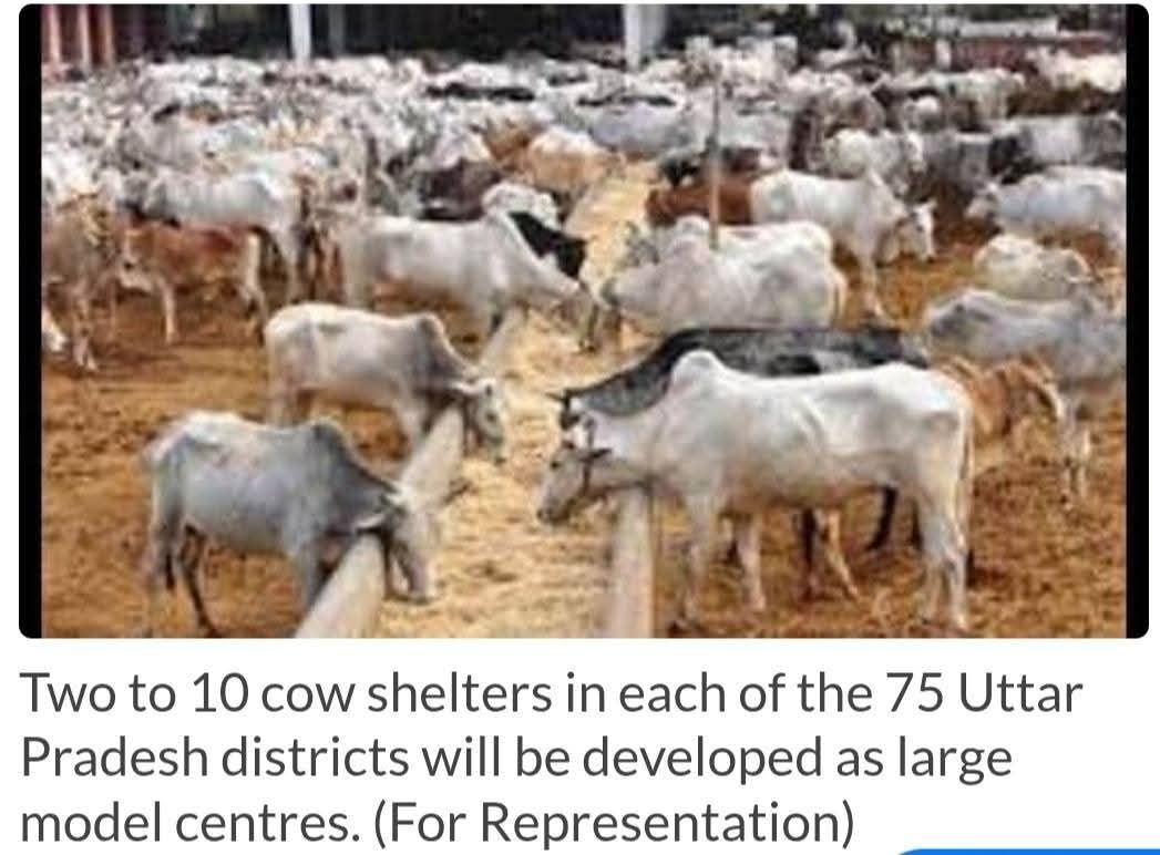 UP Cow Commission, Patanjali join hands to promote cow protection