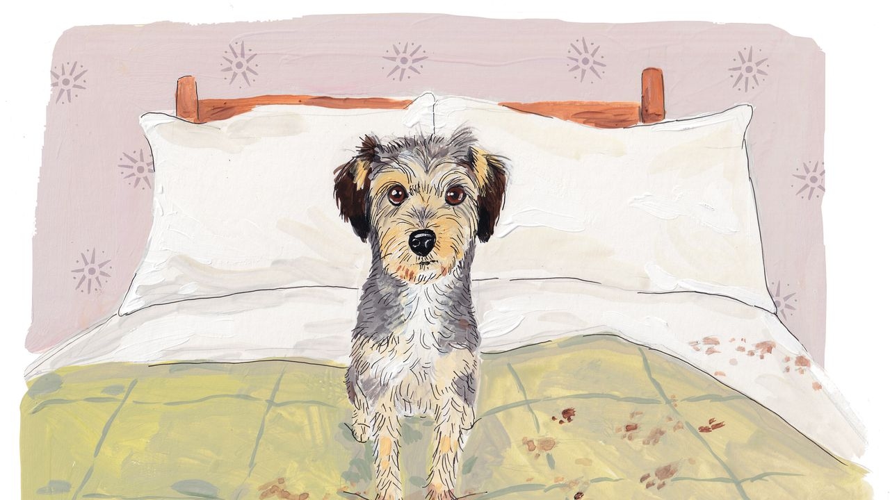 I Hired a Top Celebrity Dog Trainer—Here's Everything I Learned