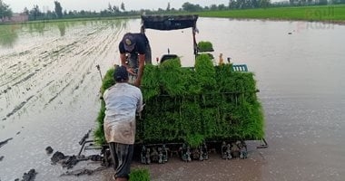 وزارة الرى تعلن خريطة بأماكن زراعة الأرز ومساحتها