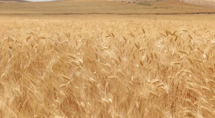 مختصون يبحثون بالتحديات التي يواجهها القطاع الزراعي في الأردن
