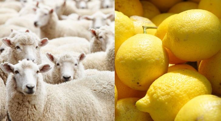 الزراعة لـ"رؤيا": أسعار الليمون ستستقر على ارتفاع.. وهذه أسعار تقديرية للأضاحي في الأردن 2025