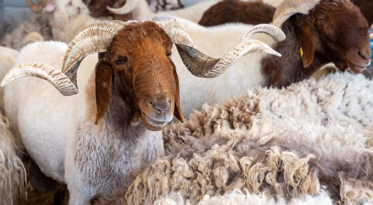أمانة عمّان تحدد مواقع حظائر بيع الأضاحي وتطلق خدمة تصاريح البيع والذبح إلكترونيًا