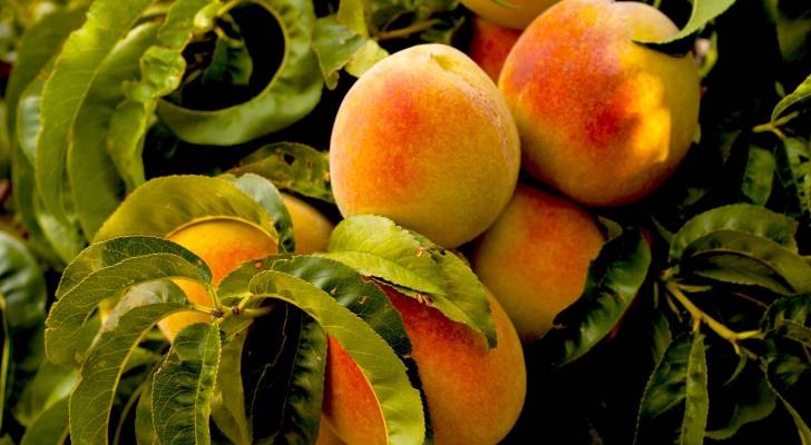 "السيانيد".. خطر صامت في نوى اللوزيات كثرته تهدد الحياة.. والطب الشرعي في الأردن يحذر