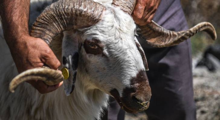 ما هي الشروط الشرعية للأضحية؟