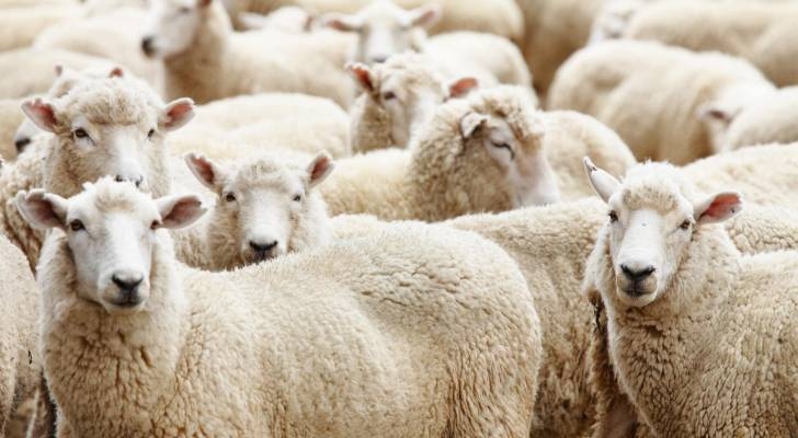 "الإفتاء الأردنية" توضح حكم شراء الأضحية بالدين
