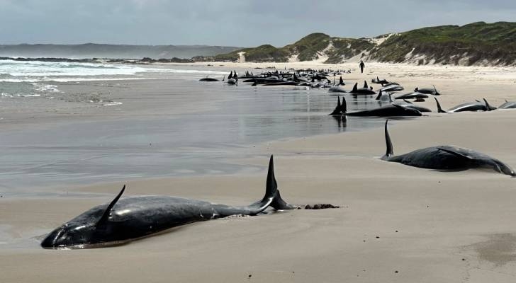 Over 157 dolphins beached on Australia's coast