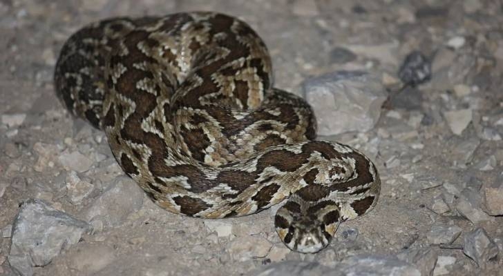 Man bitten by viper while cleaning pool in northern Jordan