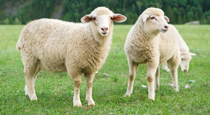 Jordan halts sheep imports from Syria