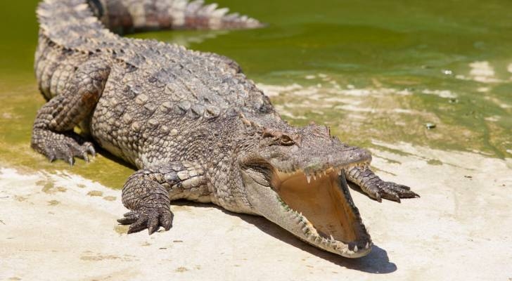 'Israel' kills 200 crocodiles in West Bank