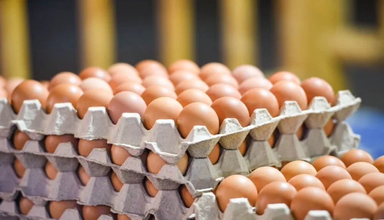 أسعار البيض تحلق عاليا