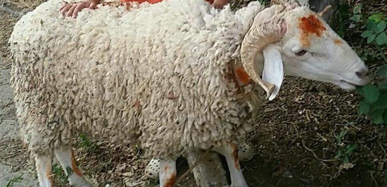 ارتفاع غير مسبوق.. إليكم أسعار الأضاحي لهذا العام