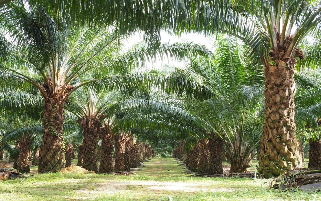 FELCRA Should Review Oil Palm Plantation Acquisitions To Ensure Good Governance - AG's Report