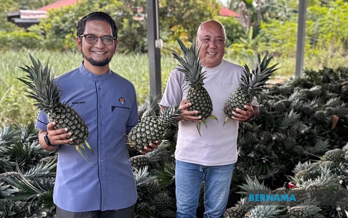 Strategic Push For Pineapple Industry Expansion In Sarawak Gains Momentum