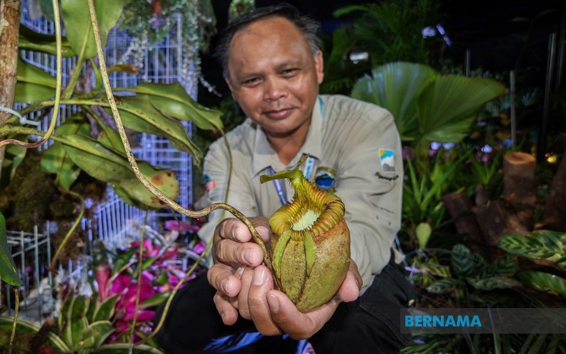 World's Largest Ptcher Plant On Display At Borneo Flora Festival In Labuan