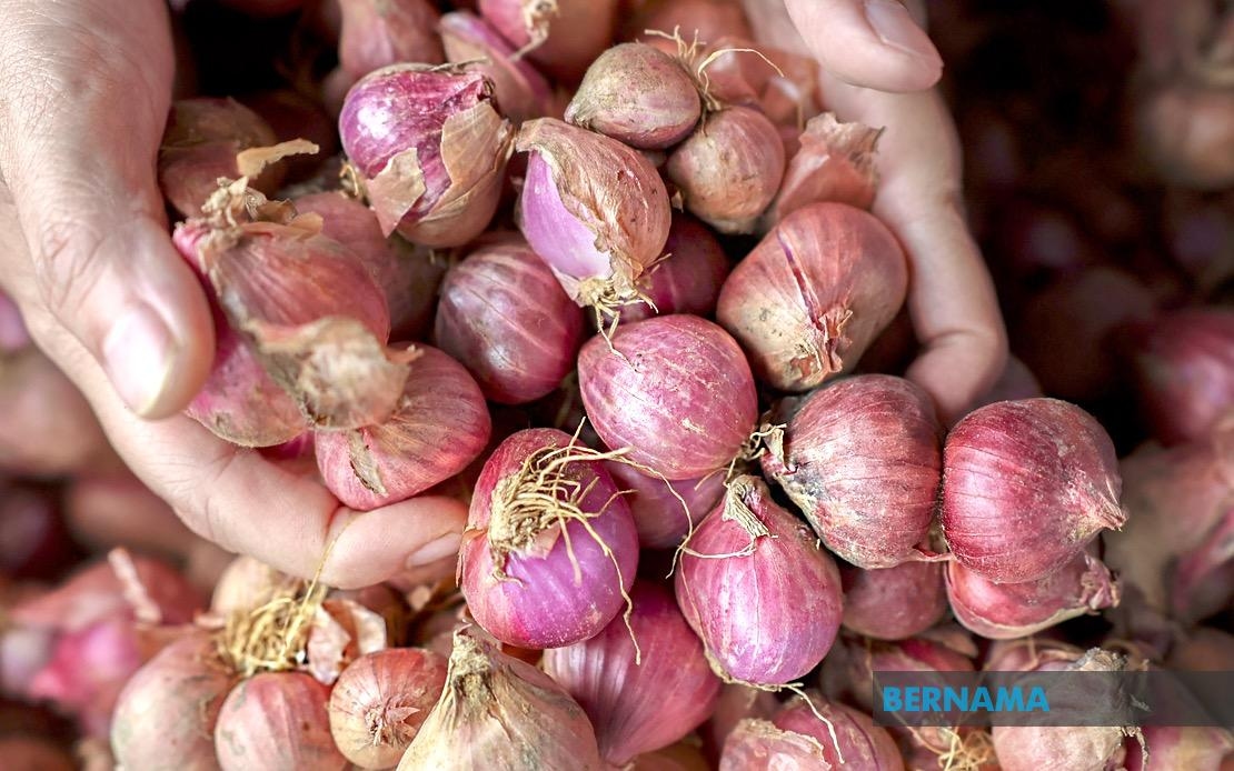 MARDI Introduces Shallot Cultivation Technique To Reduce Import Dependence