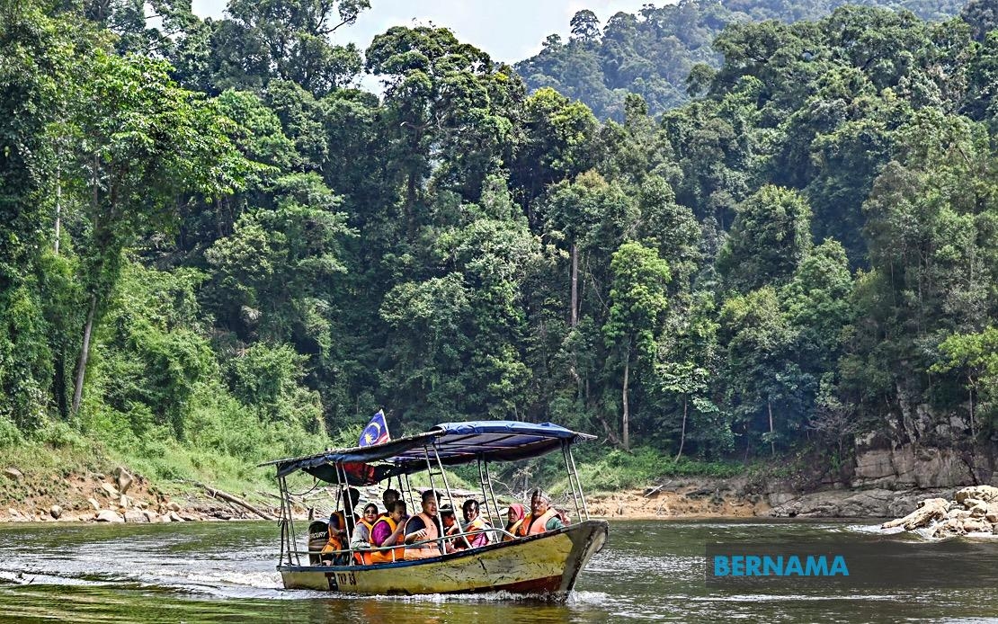 Two Cambodians Nabbed for Trespassing Into Kenyir Park For Agarwood