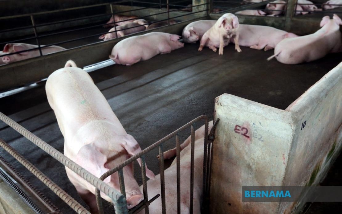 Another Pig Farm In Tasek Gelugor Infected With ASF