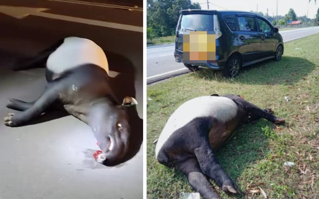 Campers Mourn As 'Mascot' Tapir Killed Near MARDI Cherating Agrotech Park