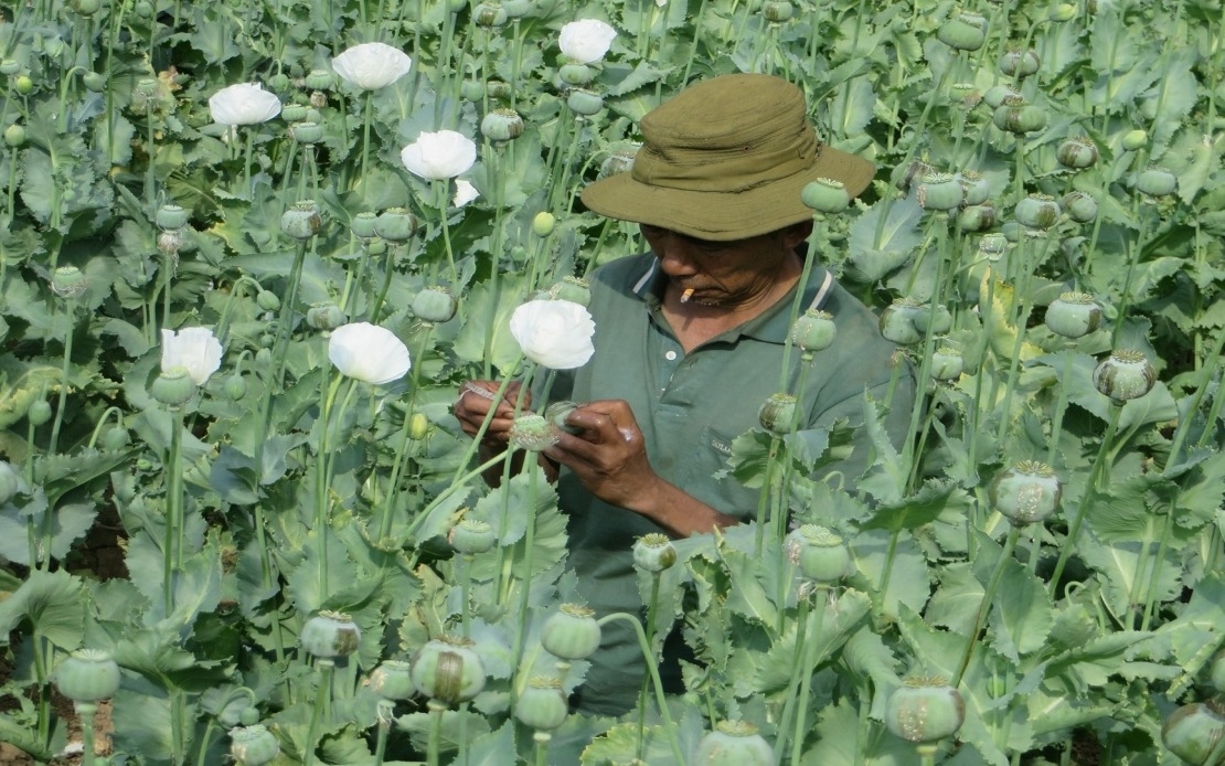 Myanmar Battles To Replace Poppy Cultivation With Cash Crops