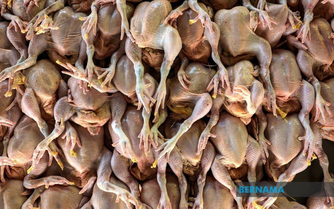 MADANI Sales: 2,500 Free Chickens Distributed At Two Locations In Port Dickson