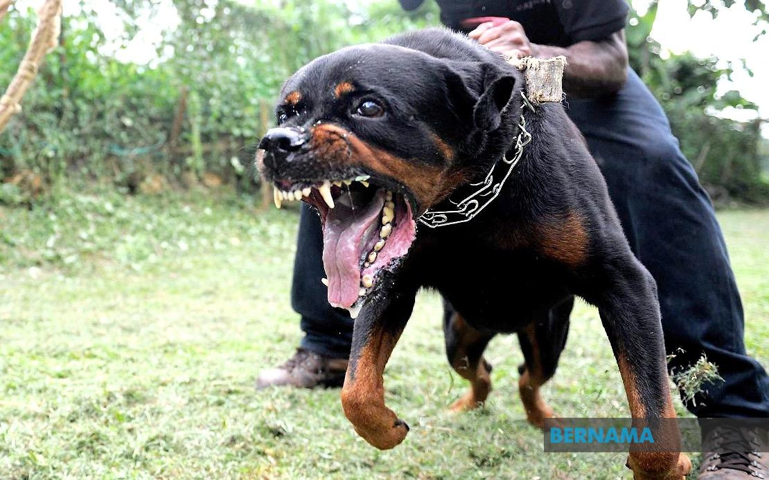Police Probe Toddler's Death After Suspected Dog Mauling