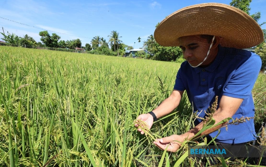 13MP: Three Main Strategies To Strengthen Food Security