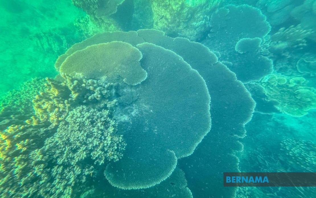 Climate Stress Ravages Terengganu Coral Reefs