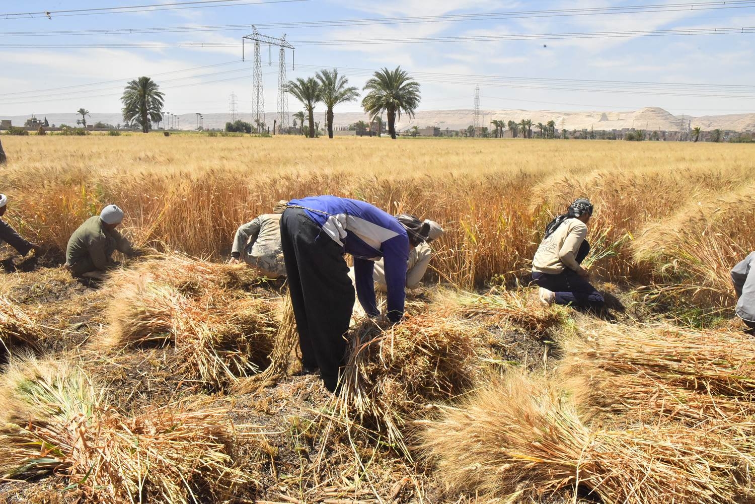 محافظ أسيوط: توريد أكثر من 7924 طن قمح واستمرار أعمال الحصاد والتجميع بكافة المراكز